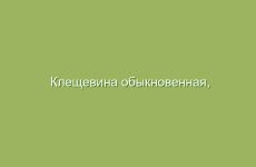 Клещевина обыкновенная, описание и лечебные свойства клещевины, применение в народной медицине и лечение