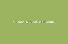 Как использовать мед для лечения болезней