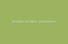 Клевер луговой, описание и лечебные свойства клевера, применение и лечение клевера