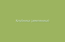 Клубника (земляника) ананасная, описание и лечебные свойства клубники, применение в народной медицине и лечение