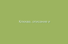 Клюква, описание и лечебные свойства клюквы, применение и лечение клюквой