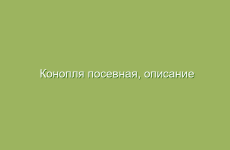 Конопля посевная, описание и лечебные свойства конопли, применение и лечение коноплей