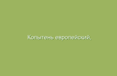 Копытень европейский, описание и лечебные свойства копытеня, применение и лечение копытенем