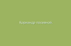Чай из лимона и ментола для улучшения пищеварения