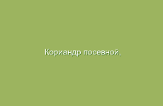 Кориандр посевной, описание и лечебные свойства кориандра, применение в народной медицине и лечение