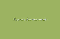 Коровяк обыкновенный, описание и лечебные свойства коровяка, применение и лечение коровяком