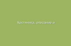 Костяника, описание и лечебные свойства костяники, применение и лечение костяникой