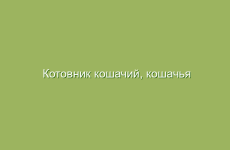 Котовник кошачий, кошачья мята, описание, лечебные свойства, применение и лечение котовником, лечение кошачьей мятой