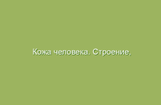 Кожа человека. Строение, функции и особенности кожи