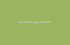 Крапива двудомная, описание и лечебные свойства крапивы, применение и лечение крапивой