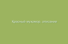 Красный мухомор, описание и лечебные свойства красного мухомора, применение красного мухомора