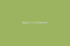 Кресс посевной, кресс-салат, полезные и лечебные свойства кресс-салата, применение в народной медицине и лечение