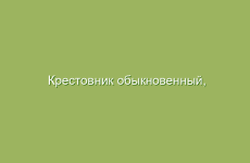 Крестовник обыкновенный, описание и лечебные свойства крестовника, применение и лечение крестовником