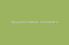 Крушина ломкая, описание и лечебные свойства крушины, применение и лечение крушиной ломкой