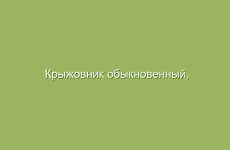 Крыжовник обыкновенный, описание и лечебные свойства крыжовника, применение в народной медицине и лечение