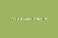 Кубышка жёлтая, описание и лечебные свойства кубышки жёлтой, применение и лечение кубышкой жёлтой