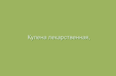 Использование берёзового сока в медицине