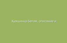 Кувшинка белая, описание и лечебные свойства кувшинки белой, применение и лечение кувшинкой белой