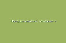 Ландыш майский, описание и лечебные свойства ландыша, применение и лечение ландышем майским