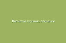 Лапчатка гусиная, описание и лечебные свойства лапчатки гусиной, применение и лечение лапчаткой гусиной