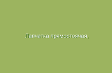 Лекарственные растения для женщин