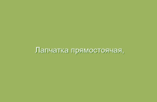 Лапчатка прямостоячая, описание и лечебные свойства лапчатки прямостоячей, применение в народной медицине