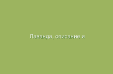 Лаванда, описание и лечебные свойства лаванды, применение в народной медицине и лечение лавандой