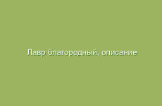 Лавр благородный, описание и лечебные свойства лавра, применение в народной медицине и лечение