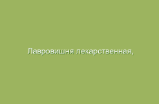 Полезные рецепты для укрепления сердечно-сосудистой системы