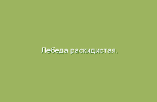 Лебеда раскидистая, описание и лечебные свойства лебеды, применение и лечение лебедой