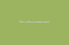 Лен обыкновенный (посевной), описание и лечебные свойства льна, применение и лечение льном