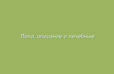 Тысячелистник: применение и рецепты