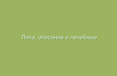 Липа, описание и лечебные свойства липы, применение и лечение липой