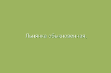 Льнянка обыкновенная, описание и лечебные свойства льнянки, применение и лечение льнянкой