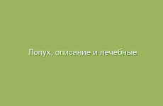 Лопух, описание и лечебные свойства лопуха, применение и лечение лопухом