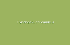 Лук-порей, описание и лечебные свойства лука-порея, применение в народной медицине и лечение