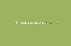 Лук репчатый, описание и лечебные свойства лука репчатого, применение и лечение луком репчатым