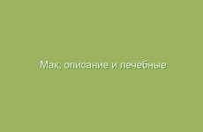 Мак, описание и лечебные свойства мака, применение в народной медицине  и лечение маком