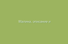 Малина, описание и лечебные свойства малины, применение в народной медицине  и лечение малиной