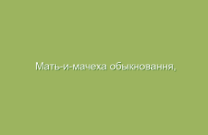 Мать-и-мачеха обыкновання, описание и лечебные свойства мать-и-мачехи, применение в народной медицине  и лечение мать-и-мачехой