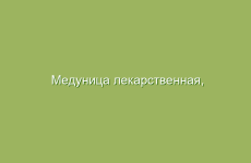 Медуница лекарственная, описание и лечебные свойства медуницы, применение в народной медицине  и лечение медуницей