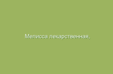 Мелисса лекарственная, описание и лечебные свойства мелиссы, применение в народной медицине и лечение