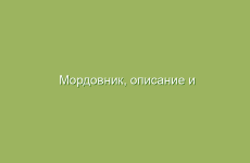 Эффективные травяные настойки для похудения