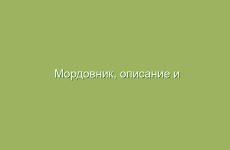 Мордовник, описание и лечебные свойства мордовника, применение в народной медицине  и лечение