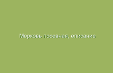 Морковь посевная, описание и лечебные свойства моркови, применение в народной медицине  и лечение