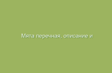 Мята перечная, описание и лечебные свойства мяты, применение в народной медицине и лечение мятой