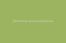 Облепиха крушиновидная, облепиховое масло, описание и лечебные свойства облепихи, применение в народной медицине и лечение