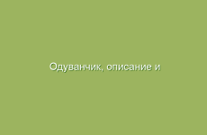 Одуванчик, описание и лечебные свойства одуванчика, применение в народной медицине  и лечение одуванчиком