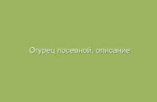 Огурец посевной, описание и лечебные свойства огурца, применение в народной медицине и лечение