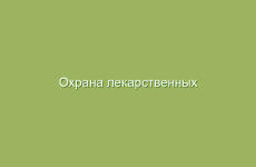 Лечение простудных заболеваний с помощью мёда